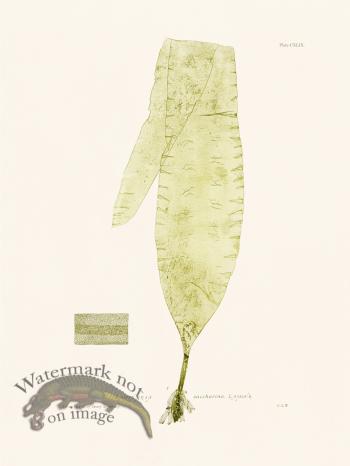 Bradbury Seaweed 149